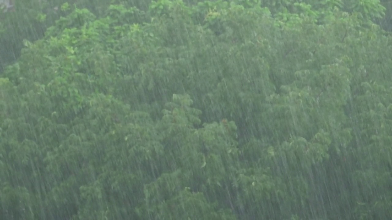 森林树枝上的雨天，视频下载