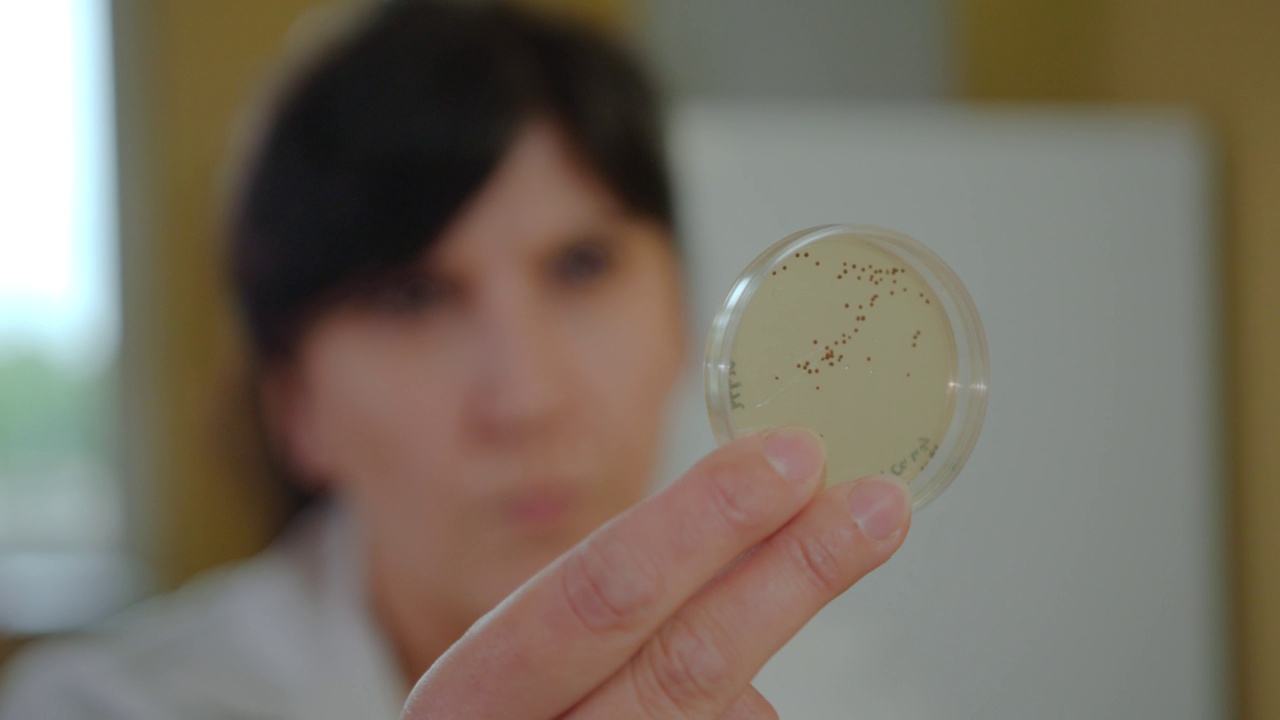 微生物学家通过光线观察细菌培养皿的特写镜头视频素材