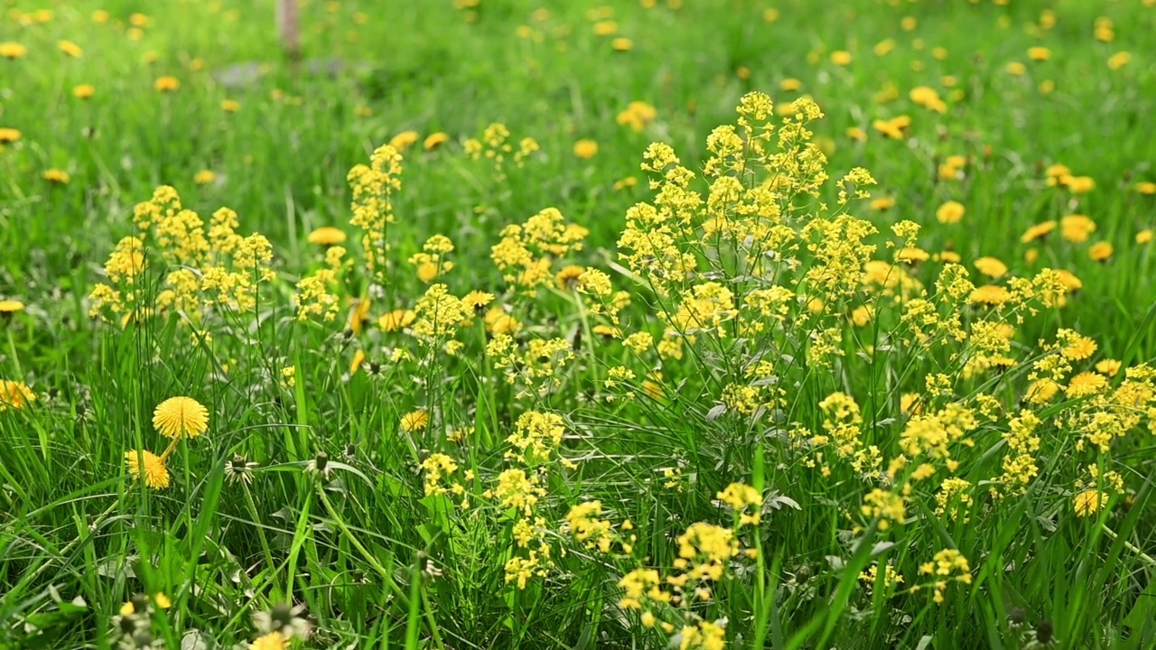 草地上开着黄色的野花视频下载