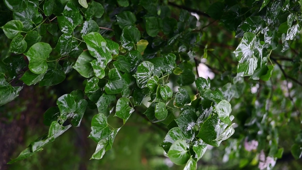 树枝上挂着湿漉漉的绿叶视频素材