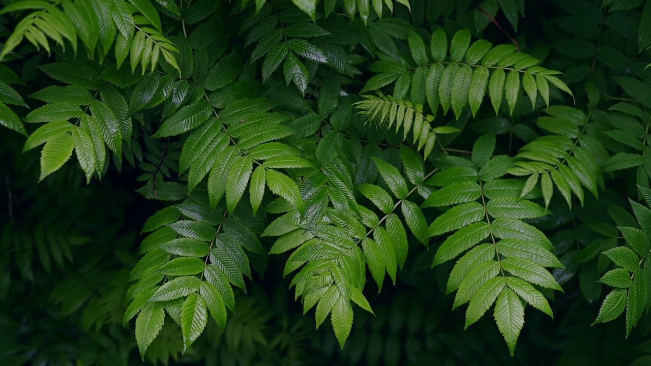 绿色的蕨类植物的叶子视频素材