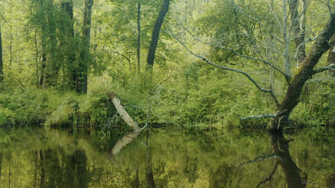 老树斜倚在河上。视频素材