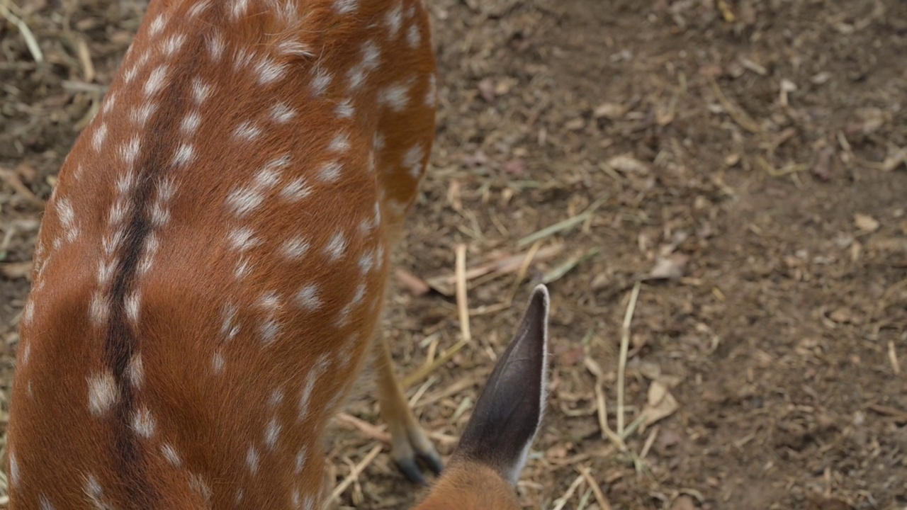 慢镜头，野生动物鹿的本能视频素材