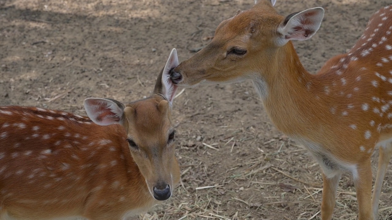 慢镜头，本能的鹿动物在野生动物与爱视频素材