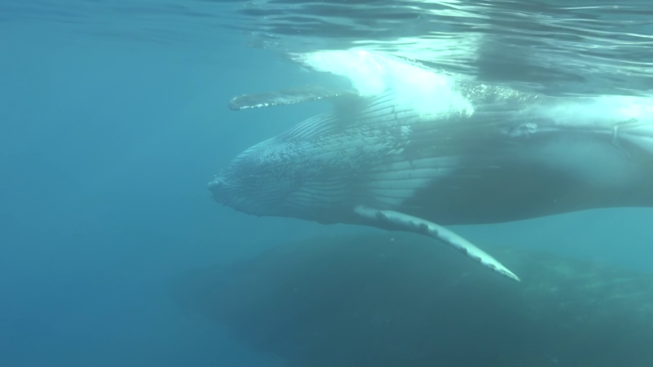 太平洋水下座头鲸妈妈和孩子的特写。视频下载