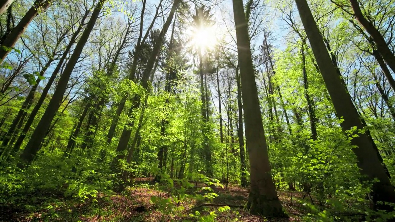 森林在春天的阳光下苏醒视频素材