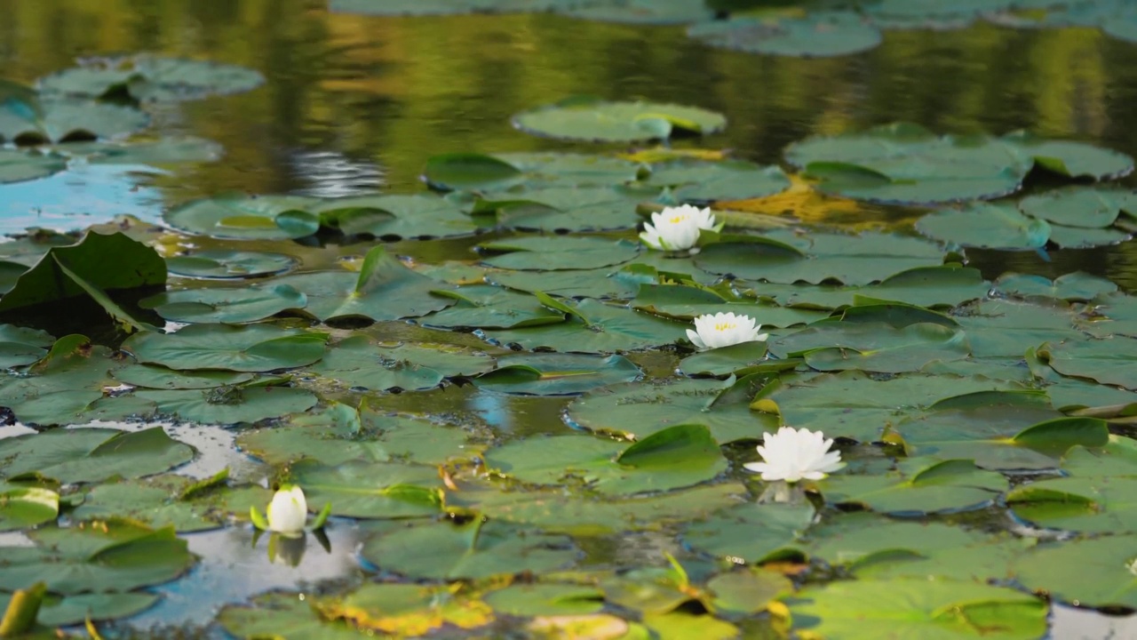 美丽盛开的莲花。莲花)在水面上。森林湖中生长着白色的睡莲。视频素材