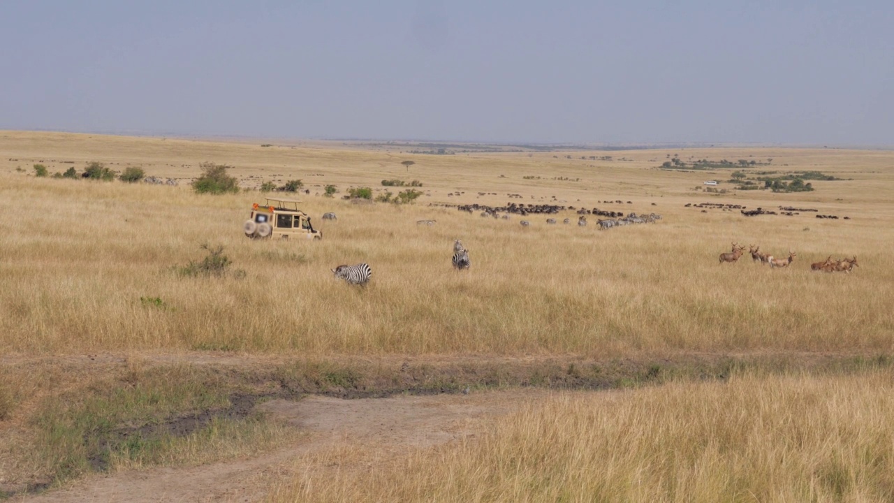 游客乘坐游猎车穿越萨凡纳，观察非洲野生动物视频下载