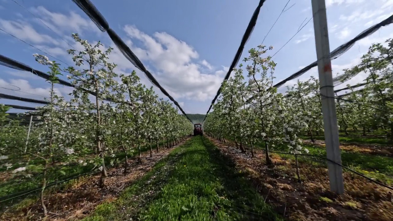 鸟瞰图工业农业马达喷洒有毒害虫之间的苹果树种植行视频素材