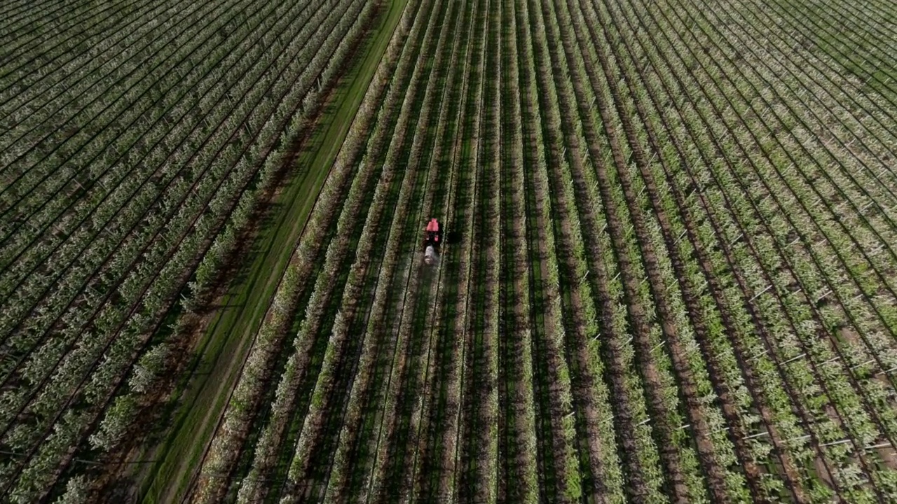 动态射击苹果树种植农业耕作拖拉机喷毒视频素材