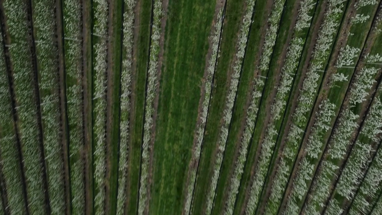 苹果树之间的空中动力翻筋斗运动，农场行，农业，植物栽培视频素材