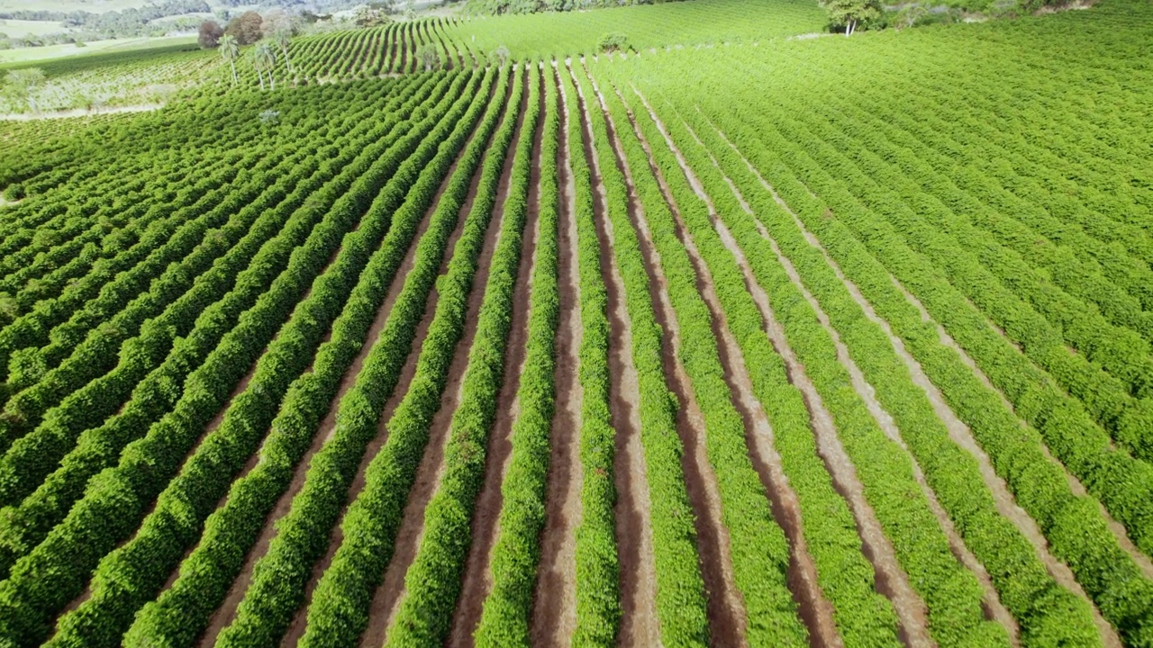 咖啡农场的鸟瞰图。咖啡种植园。咖啡生长。电影4 k视频素材