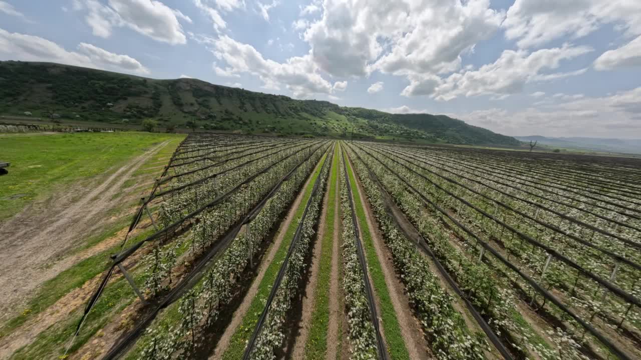 FPV运动无人机美妙的春天景观苹果农场树木种植种植园山地平线视频素材