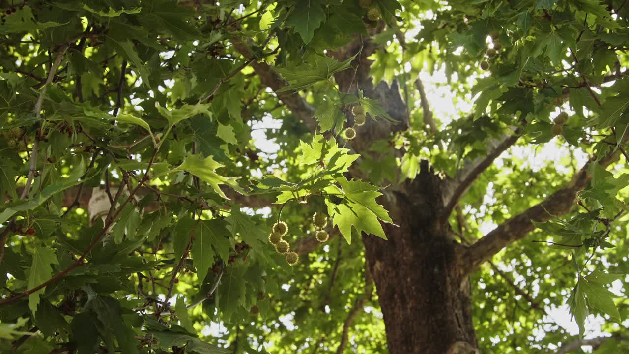 闪烁的阳光透过绿叶的枝头视频下载