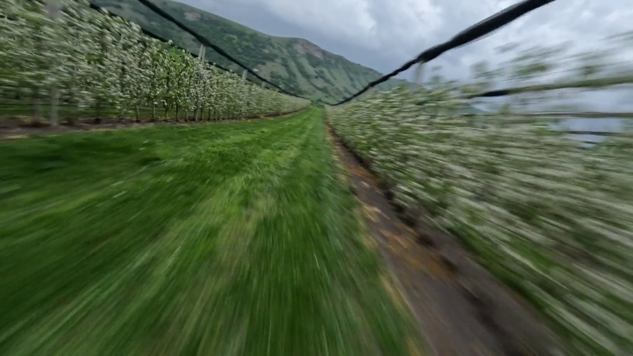 空中速度动态移动之间的苹果树农场行农业视频素材