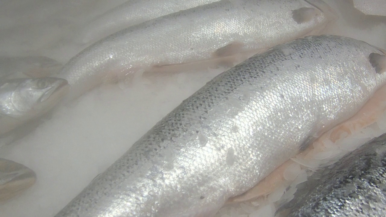 新鲜冷冻鱼视频素材