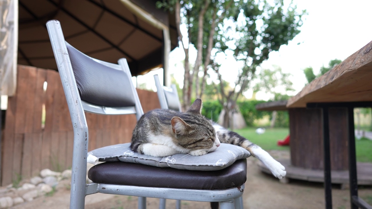 特写猫睡在椅子上视频素材