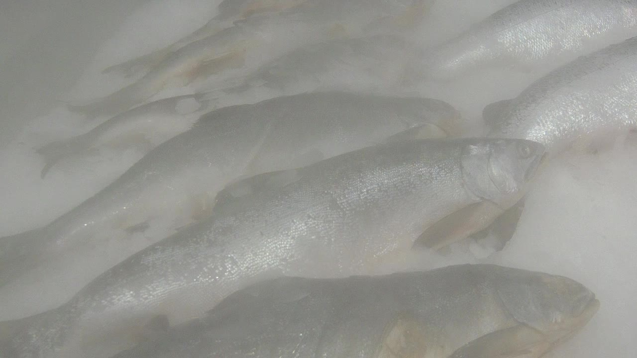 新鲜冷冻鱼视频素材
