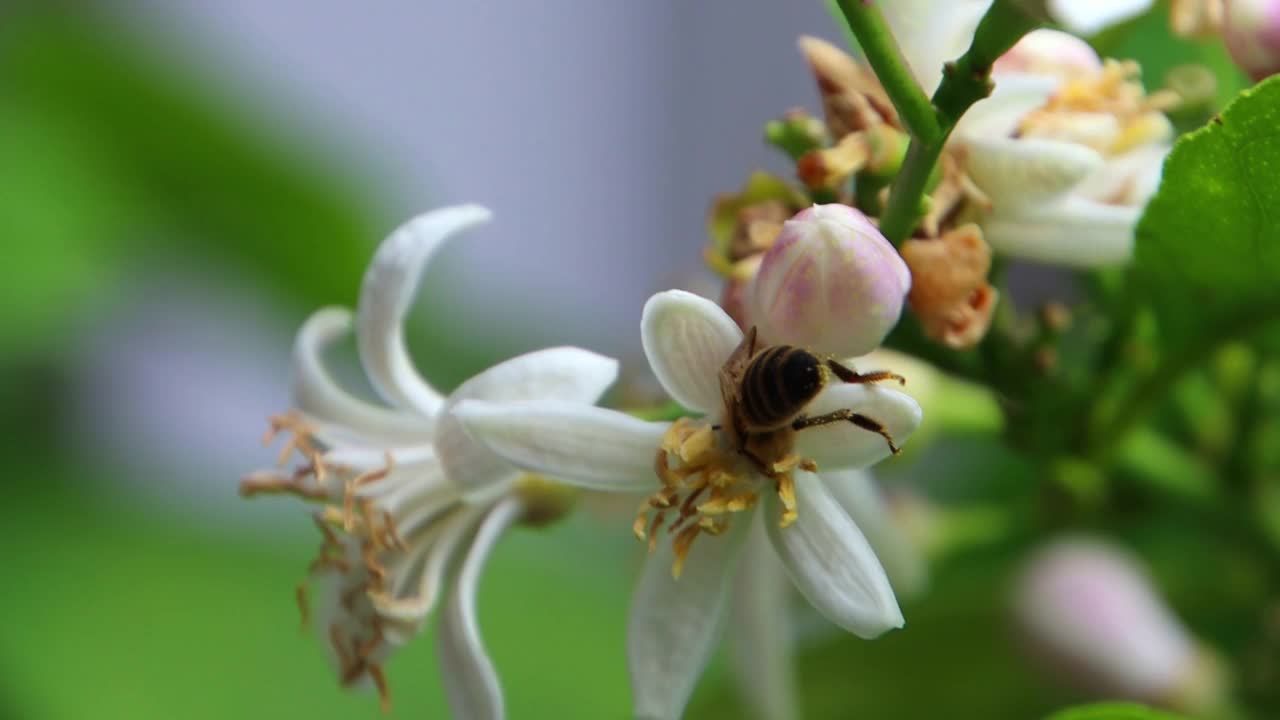 蜜蜂在柠檬花上采蜜的特写视频素材