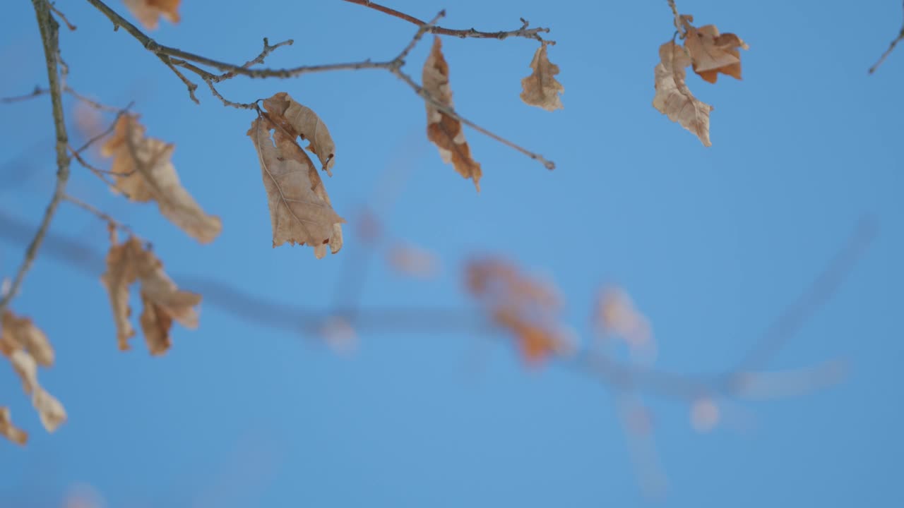 冬天的阳光明媚的风景。橡树干叶在微风中在蓝天的背景下摇曳。视频购买