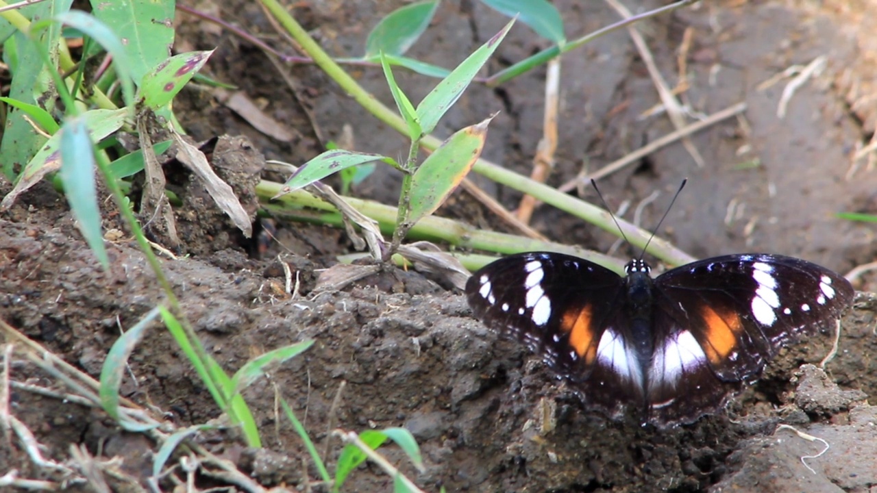 白色斑点的黑蝴蝶视频视频素材