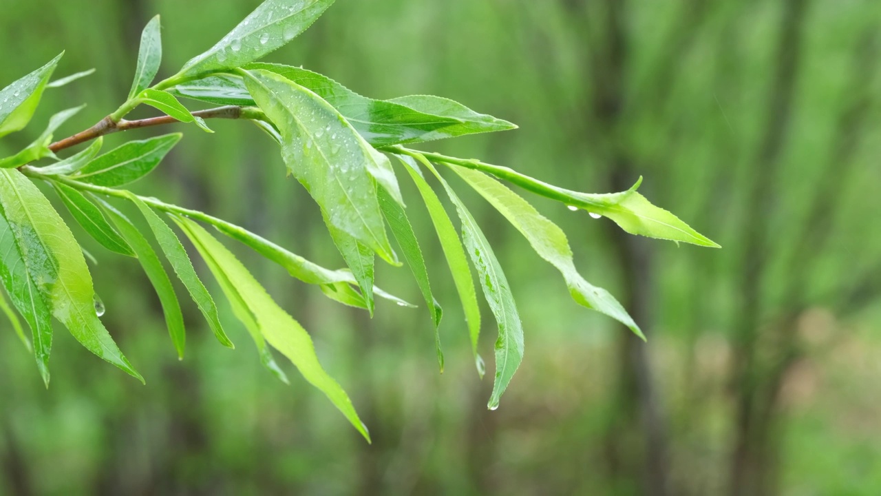 一根长着嫩叶和雨滴的树枝在森林里随风摇曳。视频素材