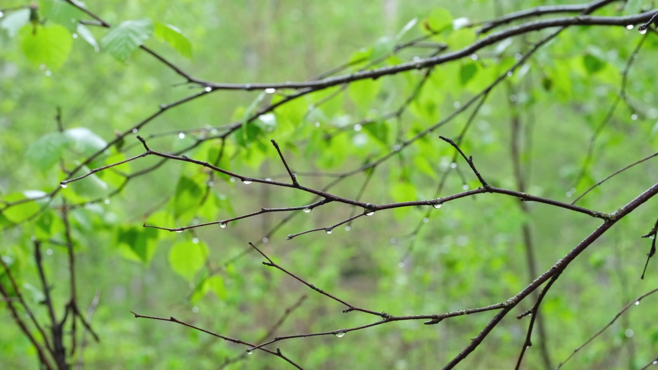 一场小雨在森林里的树枝上留下了雨滴。视频素材