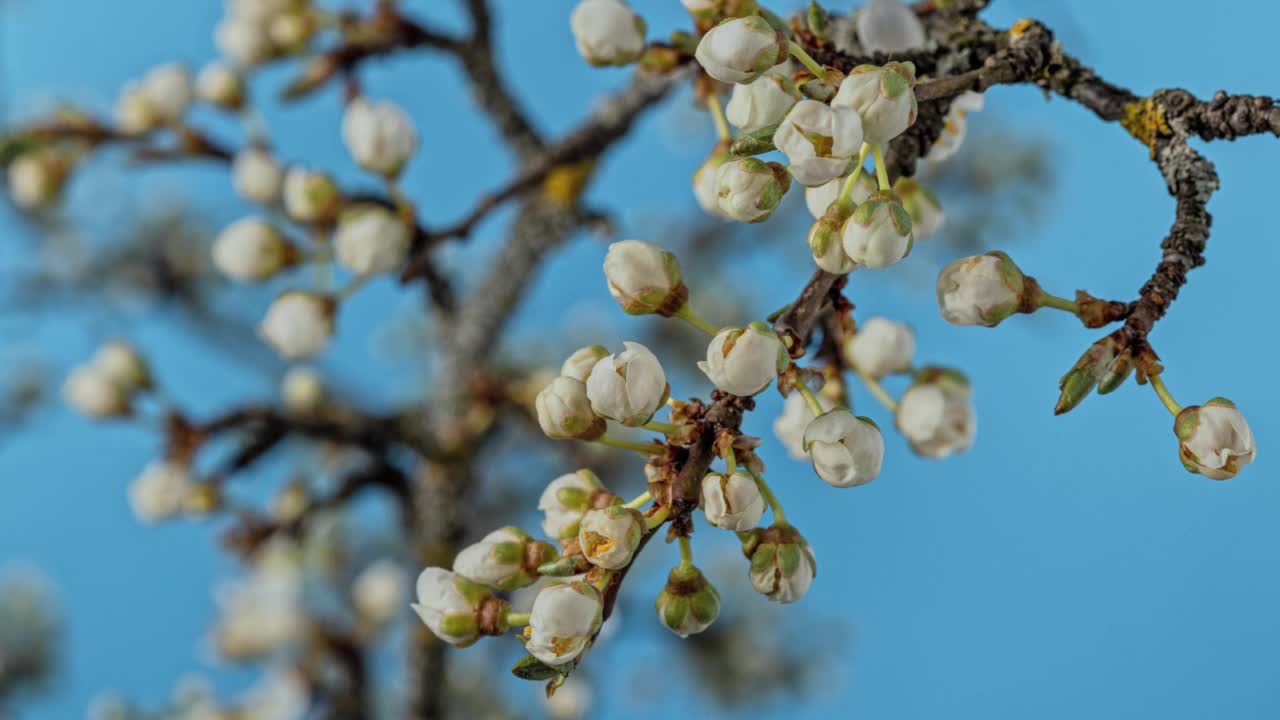 运动T/L李树满小花盛开在蓝色的背景视频素材