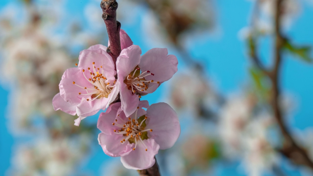 桃树开满了小花视频素材