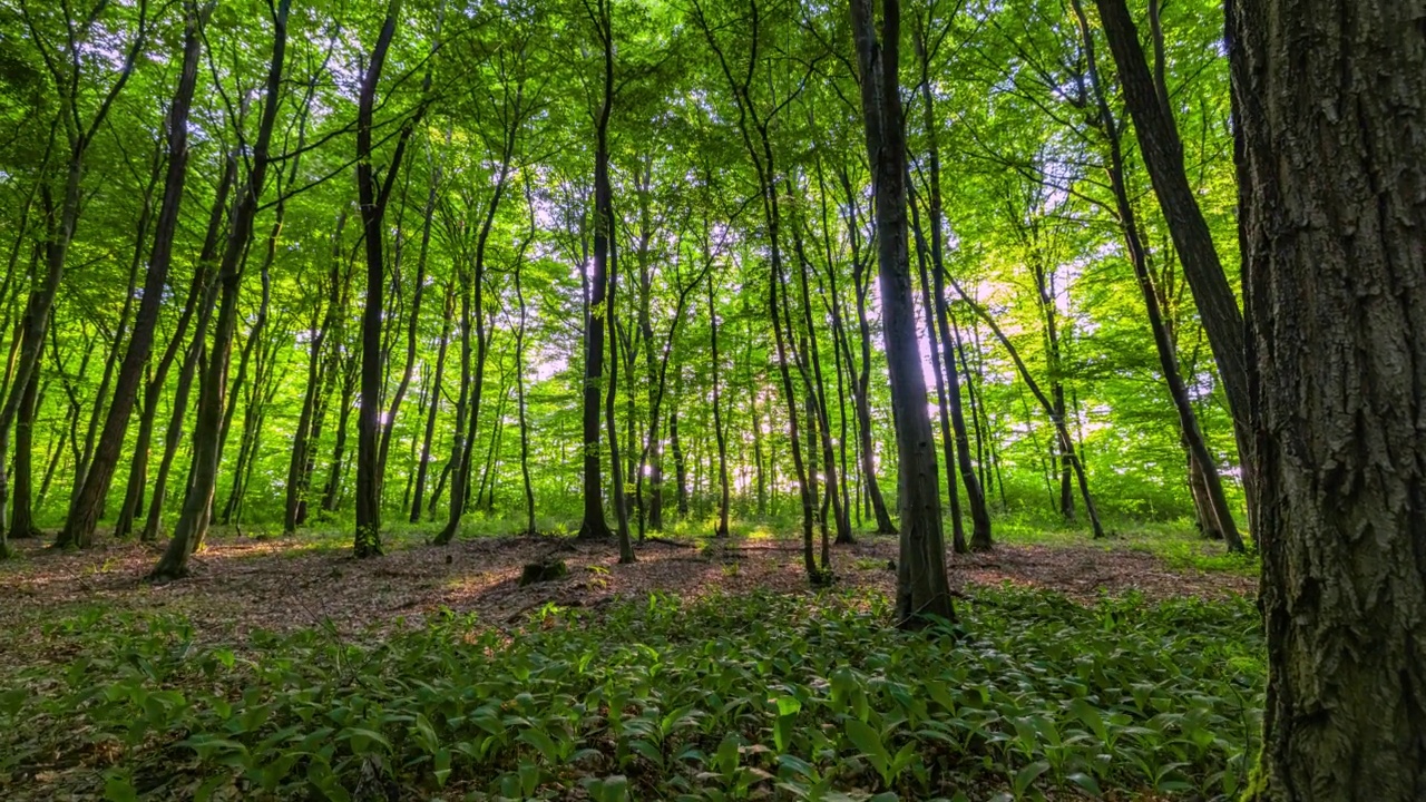 运动T/L阳光照射在森林的树枝视频素材