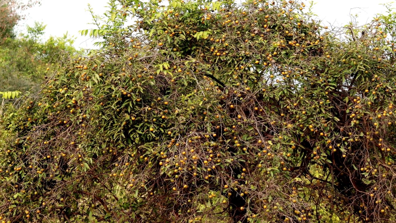 印度枣树，产于山区视频下载