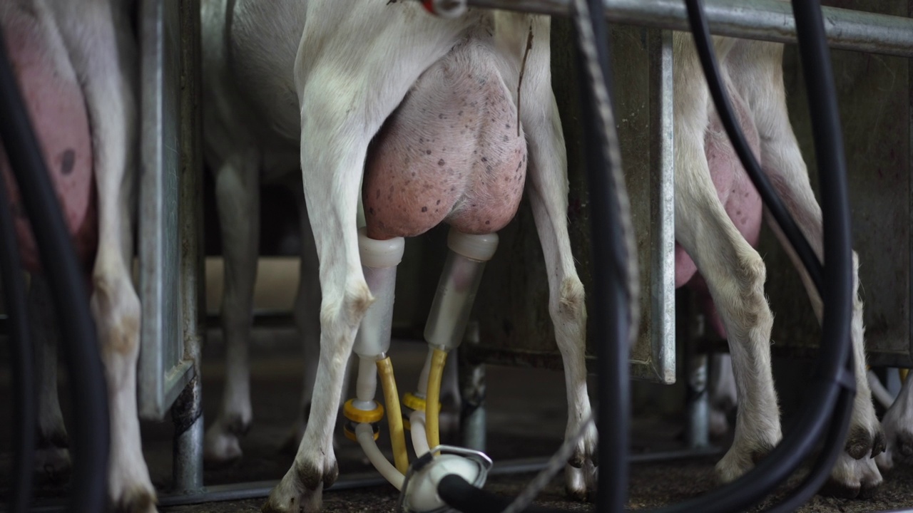 自动挤奶机从山羊的乳房中抽出白色的牛奶。家畜站在室内马厩里的奶牛场设备。视频素材
