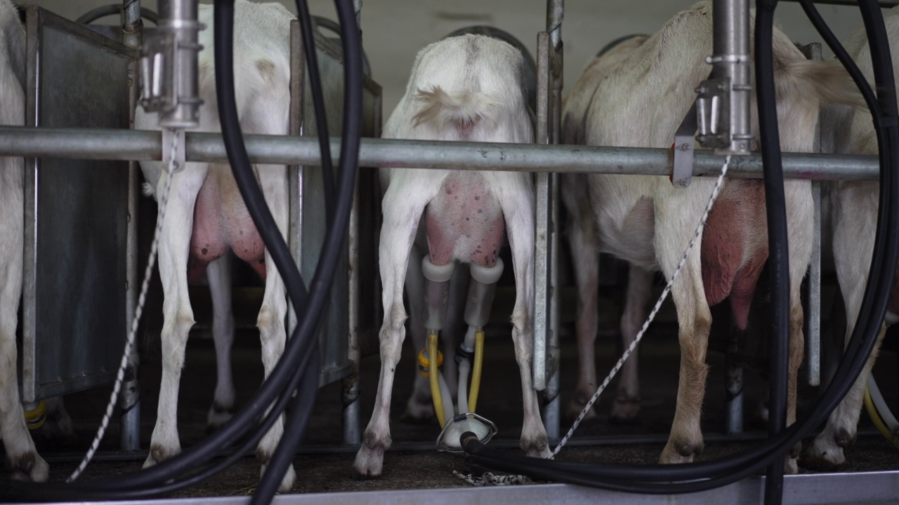 后视图一排白色山羊站在马厩里，乳房上有挤奶设备。奶牛场的室内动物。缓慢的运动。视频素材