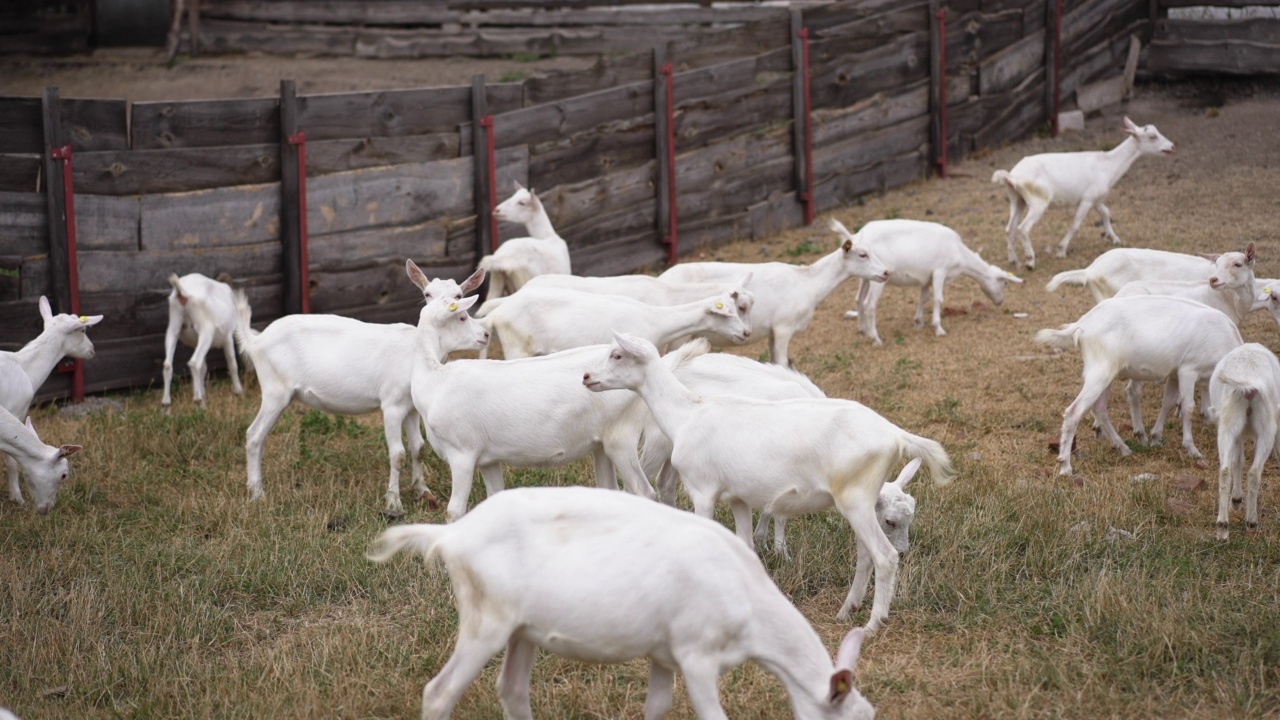 一群山羊在户外的围场里慢动作地走着。夏日秋日，蓄着白色胡须的农场动物们悠闲地吃着草。视频下载