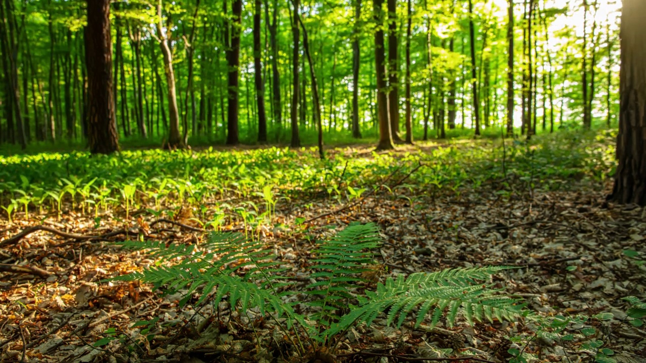 阳光照射在森林里的蕨类植物上视频素材