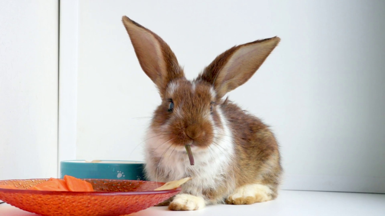 一只毛茸茸的小耳兔正坐着吃一片嫩绿的蒲公英叶子。复活节兔子视频素材