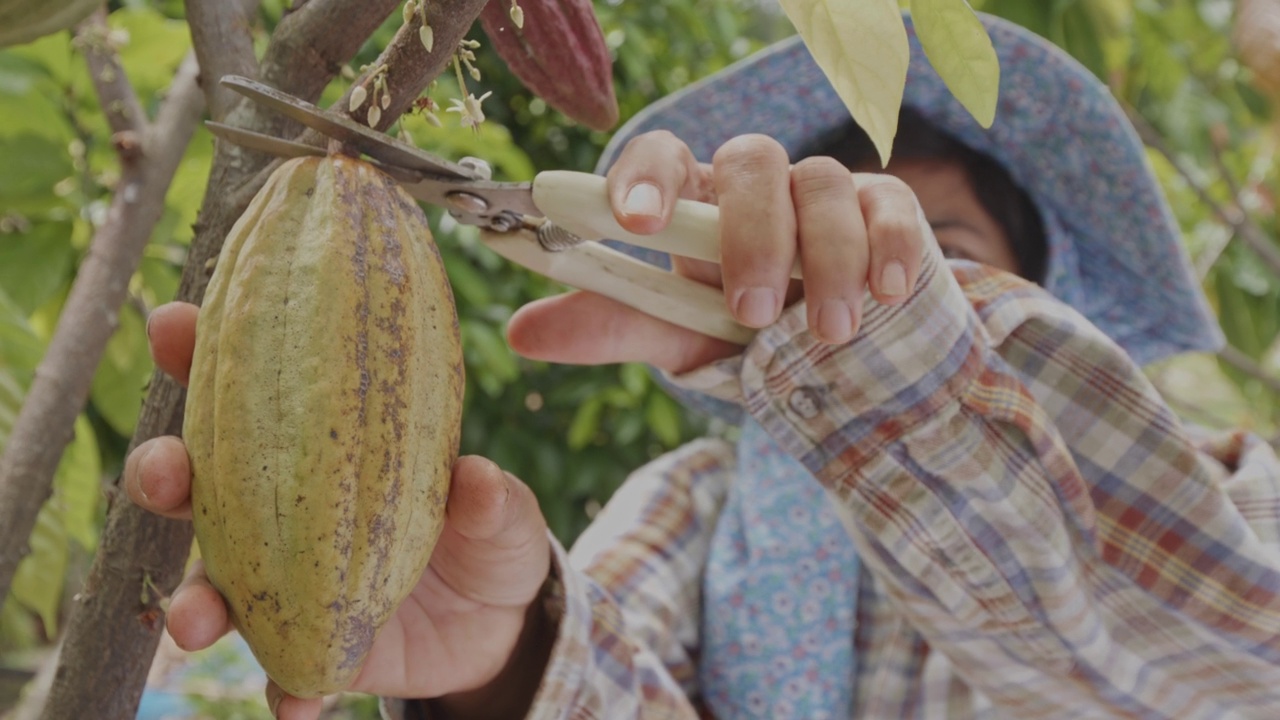 在可可农场，亚洲女农民用剪枝剪从可可树上剪下可可荚，慢动作。视频素材