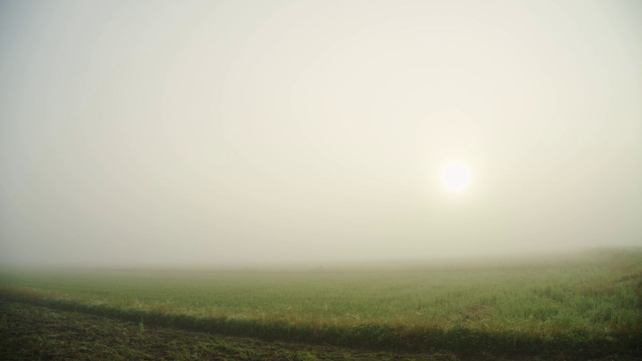 稻田在清晨的薄雾中视频素材