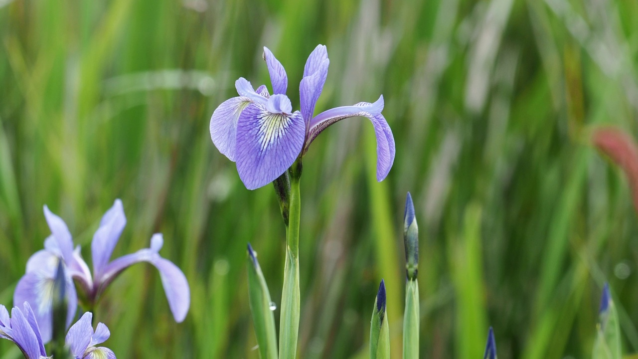 蓝旗，五彩缤纷的鸢尾花生长在温德米尔湖畔，安布尔赛德，湖区，英国。视频素材