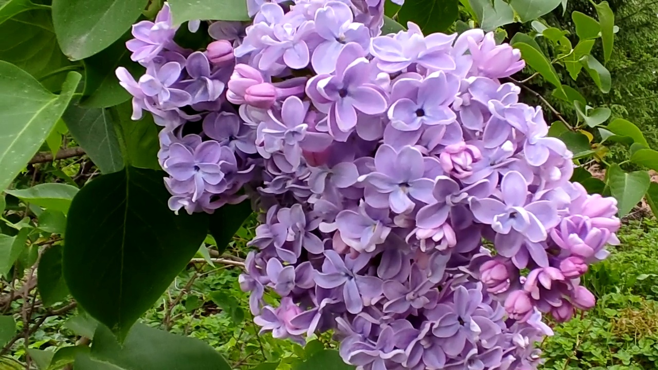淡紫色(紫丁香)。紫丁香开花了。所有类型的紫丁香都有不同的美丽颜色，这就是为什么它们是在花园里培育的。视频素材