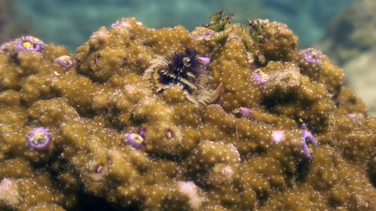菲律宾野生动物海洋水下的黄色珊瑚。视频下载
