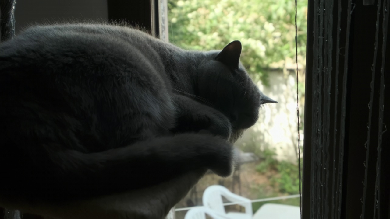 在窗边睡觉的灰猫视频下载