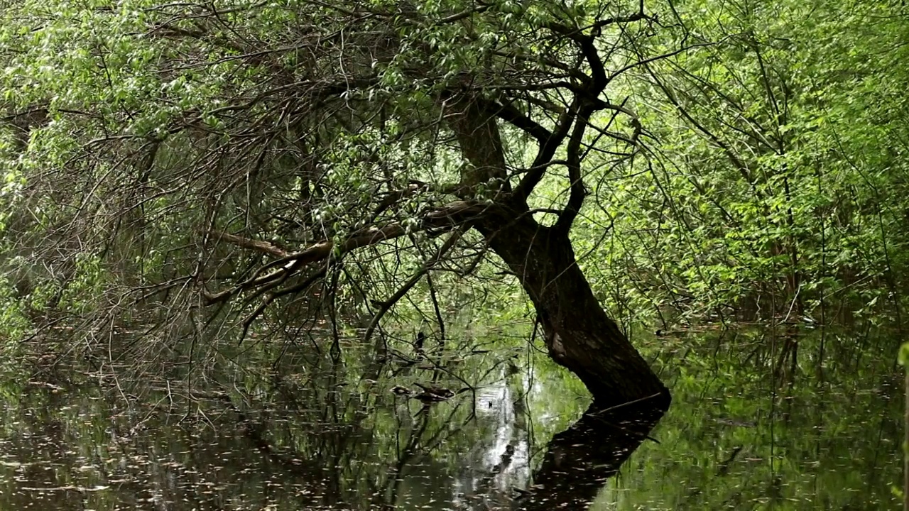 春季洪水时河水淹没落叶林。视频素材