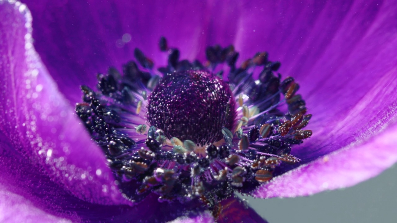 一朵美丽的紫色花。资料片。水花一种在水下的花，喷水后开放，雌蕊可见视频下载