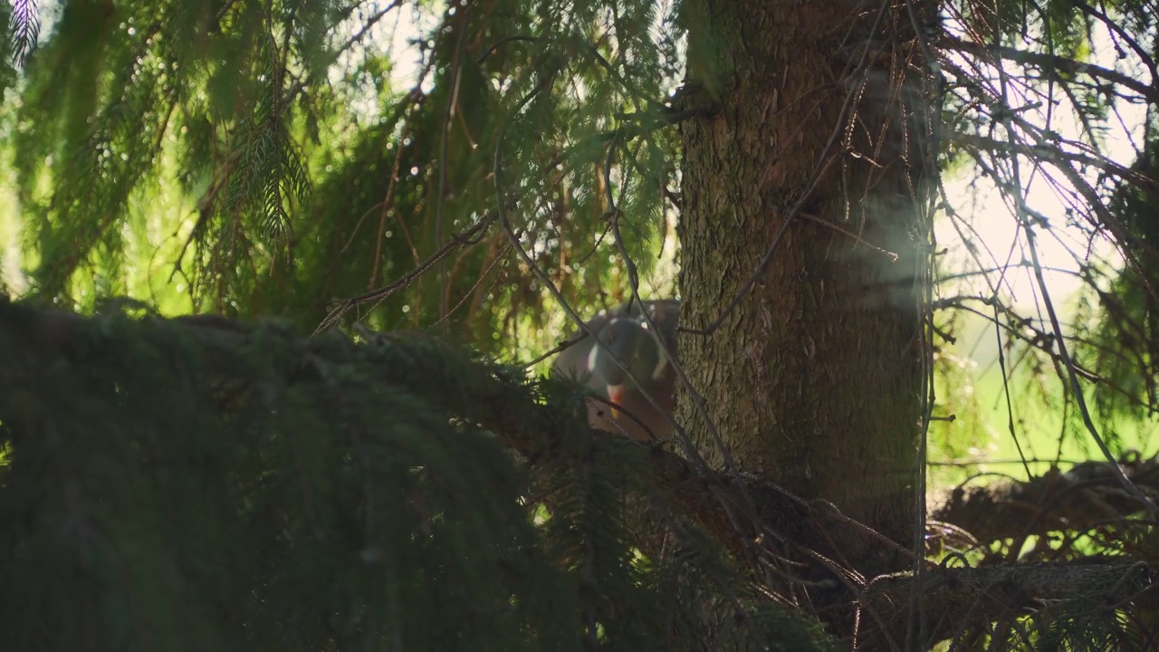 大灰野鸽在针叶树上寻找筑巢的地方视频素材