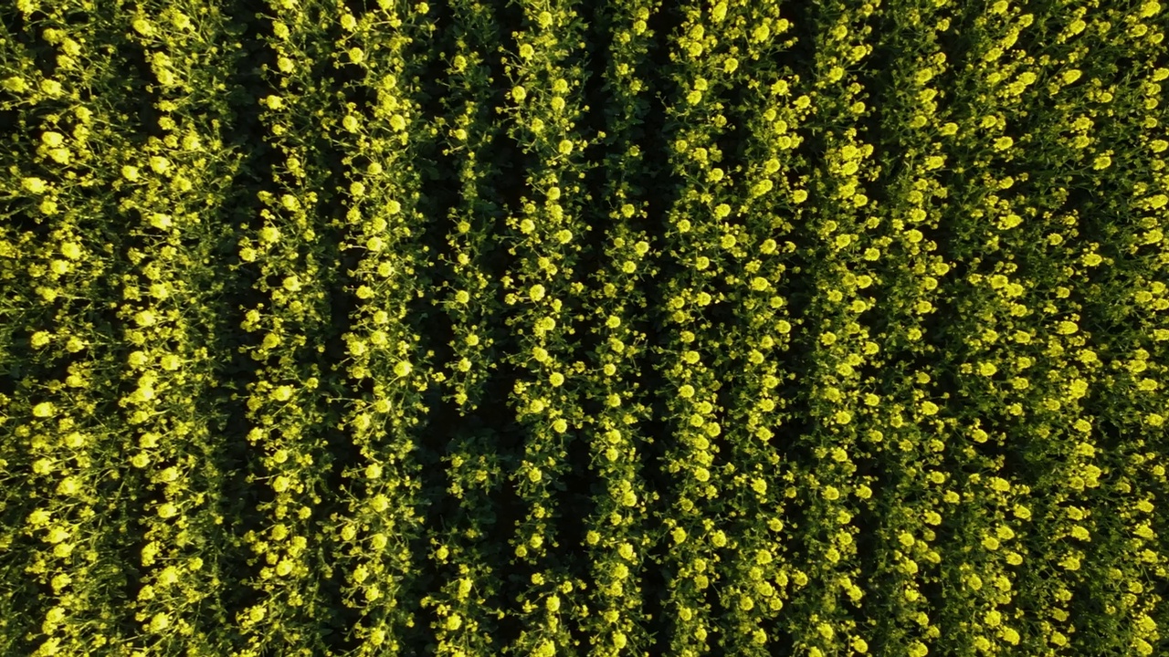 无人机在黄色的油菜地上空低空飞行。盛开的油菜作物视频素材