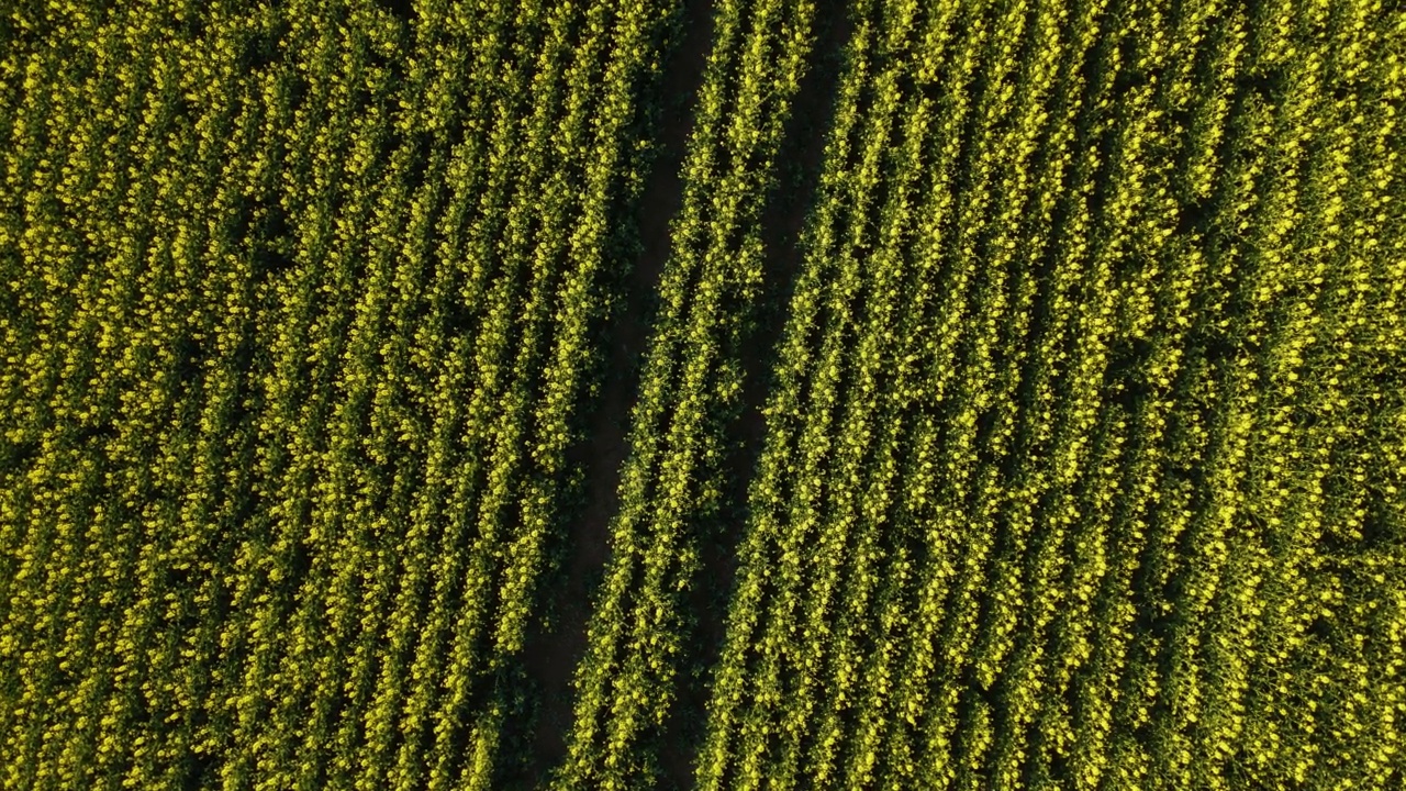 黄色油菜田的无人机视图。油菜籽成排开花视频素材
