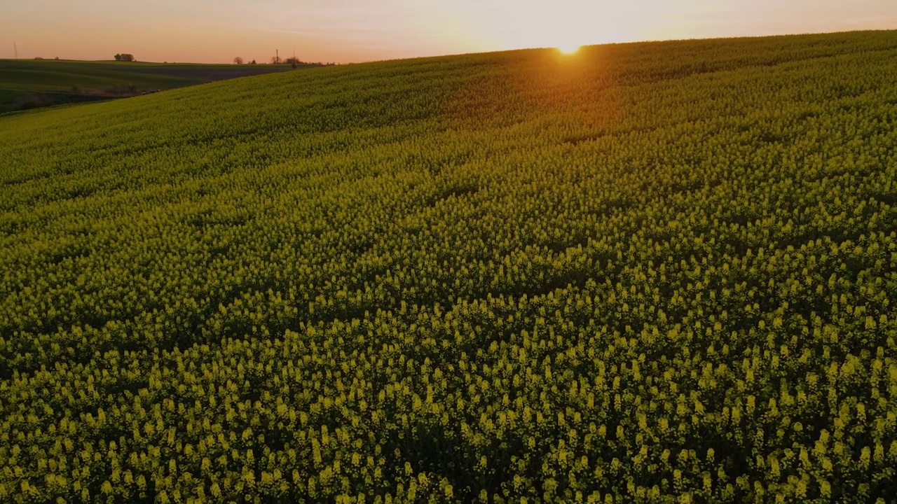 无人机在黄色的油菜地上空低空飞行。夕阳下盛开的油菜花视频素材