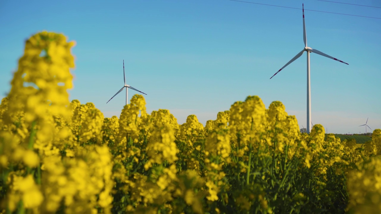靠近盛开的油菜籽作物与旋转叶片的风车涡轮机发电绿色可再生能源视频素材