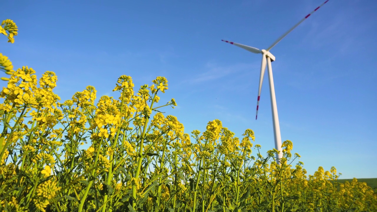 在绿色能源发电的风车涡轮旋转叶片背景下生长的油菜田芽苗菜视频素材